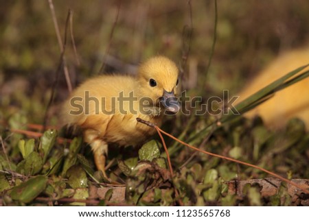 Similar – Image, Stock Photo Baby Muscovy ducklings Cairina moschata