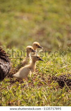 Similar – Image, Stock Photo Mother and Baby Muscovy ducklings Cairina moschata