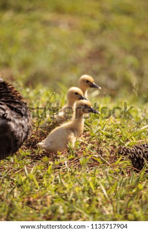 Similar – Image, Stock Photo Mother and Baby Muscovy ducklings Cairina moschata