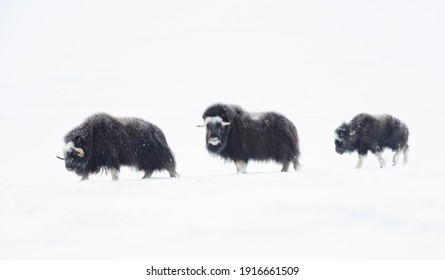 Baby Musk Ox Following Adult Musk Oxen In Winter, Norway.