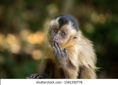 Baby nail monkey sucking fingers 