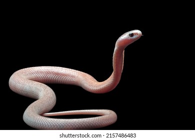 564 4件の ヘビ の画像 写真素材 ベクター画像 Shutterstock