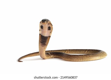 Baby Naja Sumatrana Miolepis Snake On Stock Photo 2149560837 | Shutterstock