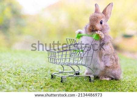 Baby newborn bunny rabbit pushing empty green shopping basket cart  on green grass over nature background. Symbol of easter bunny animal and shop online concept.
