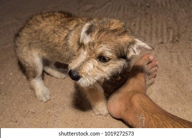 Baby Newborn Puppy Dog Smelling Human Man Feet