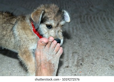 Baby Newborn Puppy Dog Smelling Human Man Feet