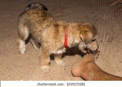 Baby Newborn Puppy Dog Smelling Human Man Feet