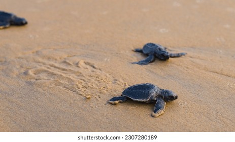 Baby newborn sea turtle hatchlings taking their first steps on the sand of sea beach leaving trail marks towards the ocean. This hatchling is of olive Ridley turtle species.