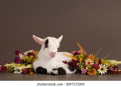 Baby Nigerian Dwarf Goat Posed With Flowers