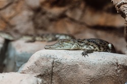Baby Nile Crocodile Is An African Crocodile, Adult Is Largest Freshwater Predator In Africa, May Be Considered The Second Largest Extant Reptile And Crocodilian In The World, After The Saltwater Croc.
