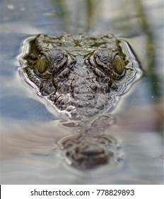 A Baby Nile Crocodile, Okavango Delta, Botswana