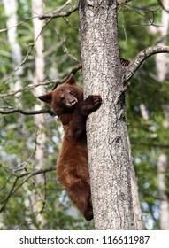 Baby North American Black Bear in tree