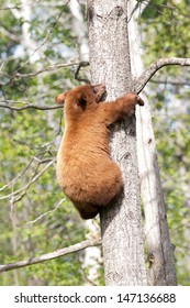 Baby North American Black Bear