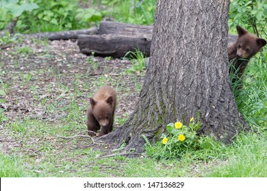 Baby North American Black Bear