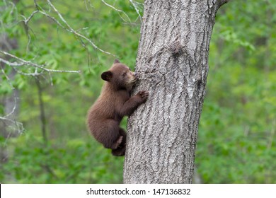 Baby North American Black Bear