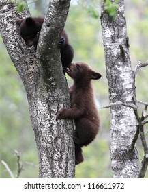 Baby North American Black Bears in tree