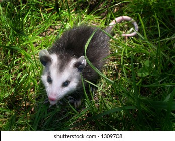 Baby North American Opossum (Didelphis Virginiana)
