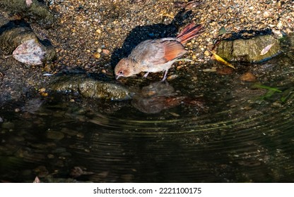 Baby Northern Cardinal Drinks Water In Stream