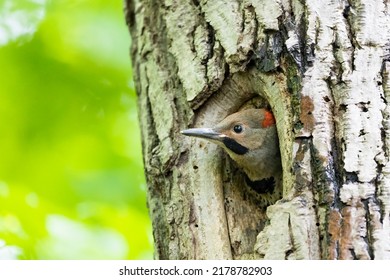 Baby Northern Flicker (Colaptes Auratus) At Nest