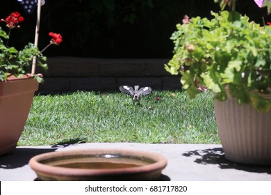 Baby Northern Mockingbird. Baby Mockingbird Practices Flying.