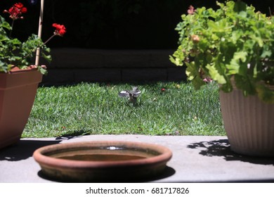 Baby Northern Mockingbird. Baby Mockingbird Practices Flying.