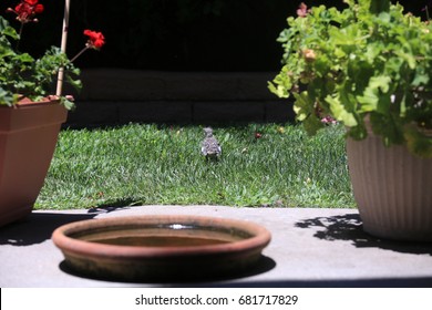 Baby Northern Mockingbird. Baby Mockingbird Practices Flying.