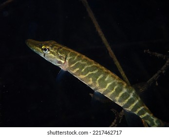 Baby Northern Pike, Esox Lucius