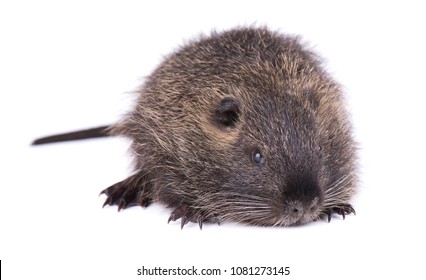 baby muskrat