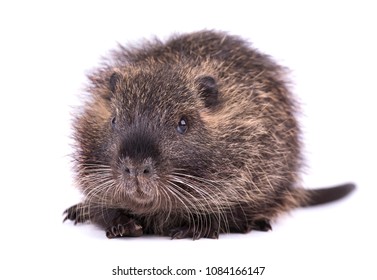 baby muskrat