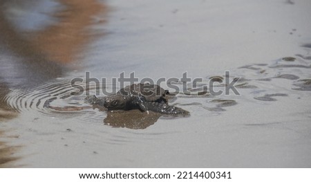 Baby Oliver Ridley Turtle Making its way back to the Ocean in Costa Rica