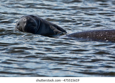 Baby On Board, Baby Manatee Riding On Parents Tail As They Feed On The Sea Grass