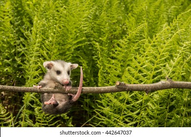 baby-opossum-260nw-442647037.jpg
