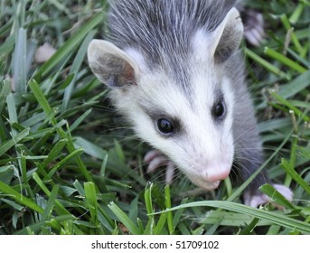 Baby Opossum