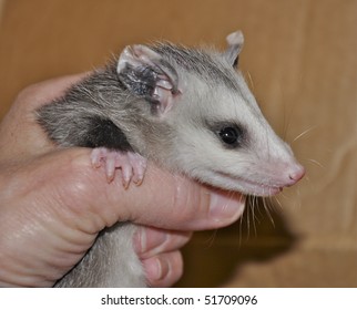 Baby Opossum Being Held