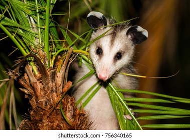 Baby Opossum At Night