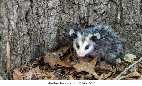 Opossum Images Photos Et Images Vectorielles De Stock Shutterstock