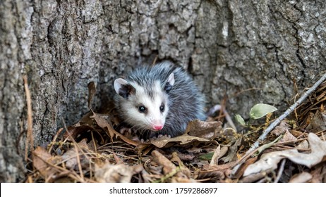 Opossum Images Photos Et Images Vectorielles De Stock Shutterstock