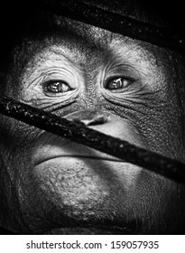 Baby Orang Utan Behind The Cage. Taken At Surabaya Zoo Conservation, Surabaya, East Java, Indonesia