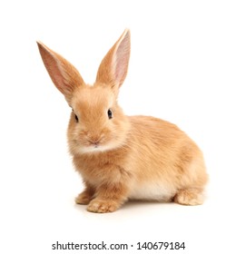 Baby Of Orange Rabbit On White Background