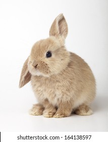 Baby Of Orange Rabbit On White Background