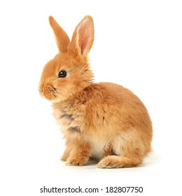 Baby Orange Rabbit On White Background Stock Photo 182807750 | Shutterstock