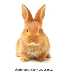 Baby Of Orange Rabbit On White Background 