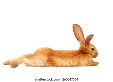 Baby Of Orange Rabbit On White Background