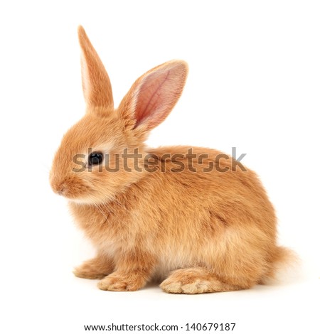 Baby of orange rabbit on white background