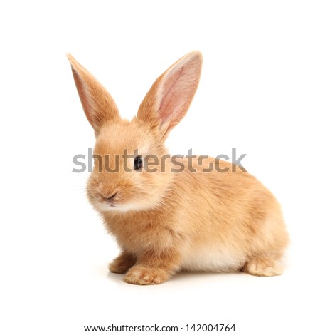 Baby of orange rabbit on white background
