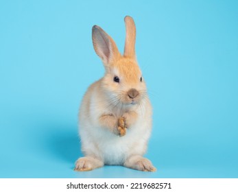 Baby Orange Rabbit Sitting On Blue Background. Lovely Rabbit Raise Hand Up For Cleaning By Lick  Feet.