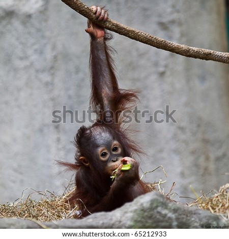 Baby Orangutan Eating