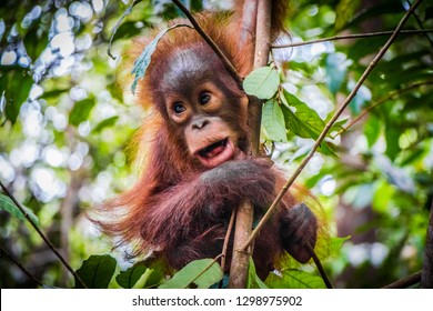 Маленький орангутанг висит на дереве на Борнео