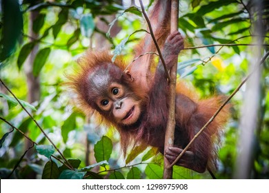 An baby orangutan hangs in a tree in Borneo