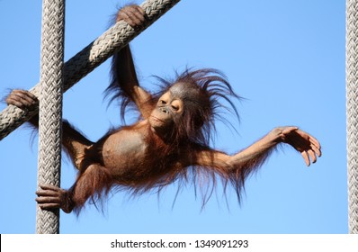Baby orangutan having fun